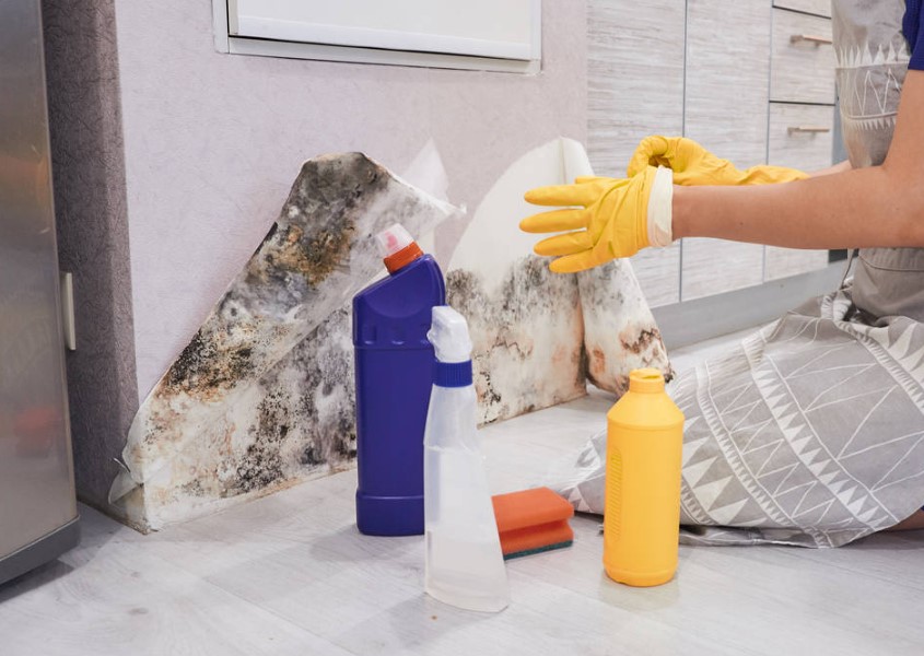 mould removal service