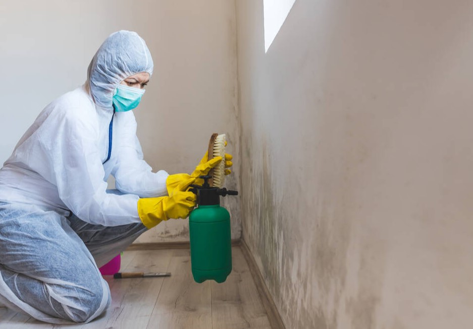 mould removal